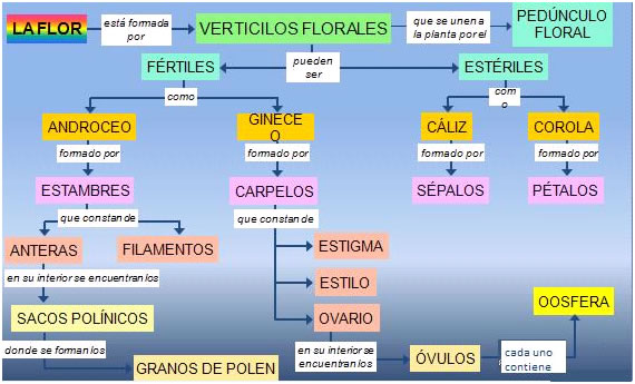 esquema flor